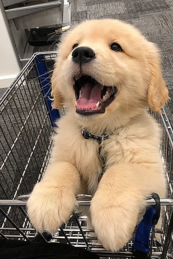 Mascota